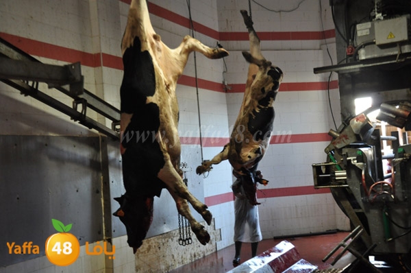 Jam3iya la7m3n (21).JPG